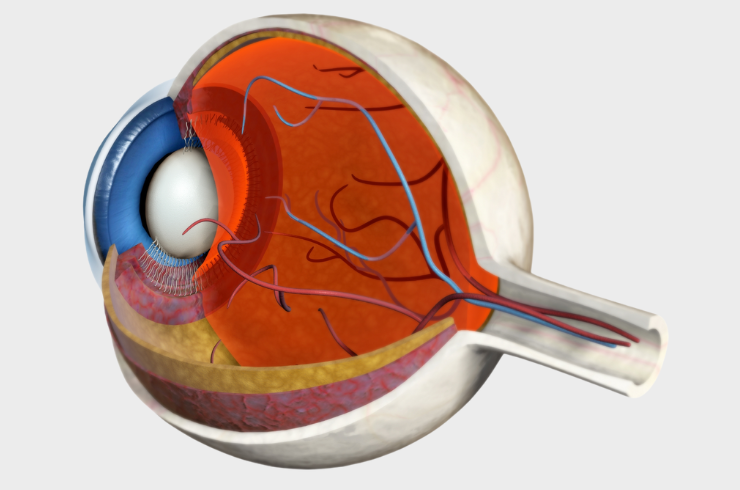 Vitreo - Retina Om Netra Kendra & Laser Vision, Dr. HARSH VARDHAN GUPTA